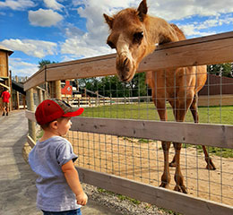Animal Feeding