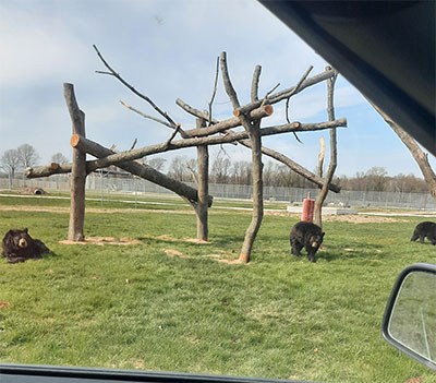 drive thru safari michigan